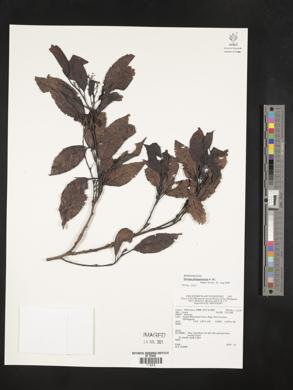 Ehretia philippinensis image