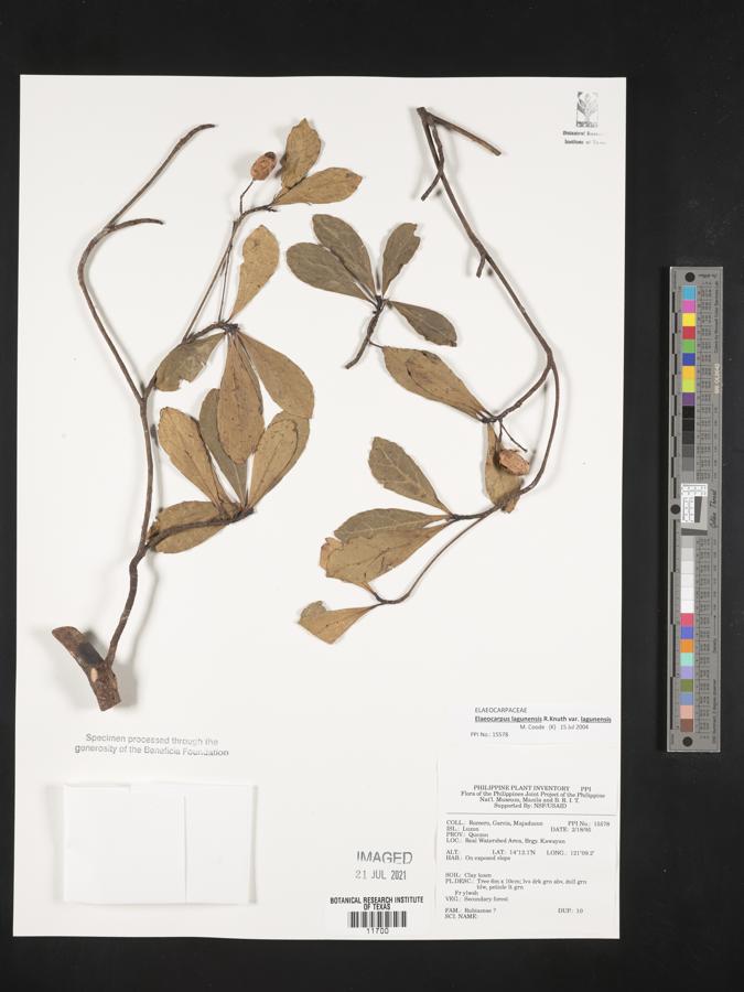 Elaeocarpus lagunensis image