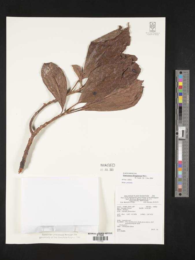 Elaeocarpus dinagatensis image