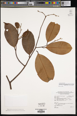 Gonystylus macrophyllus image