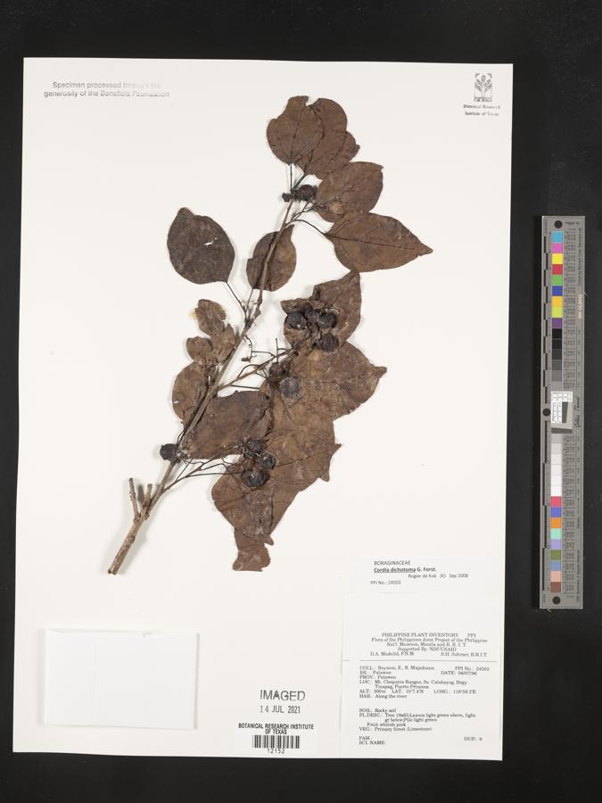 Cordia dichotoma image