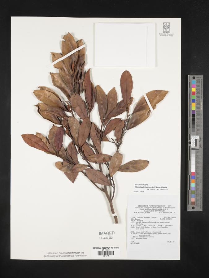 Magnolia philippinensis image