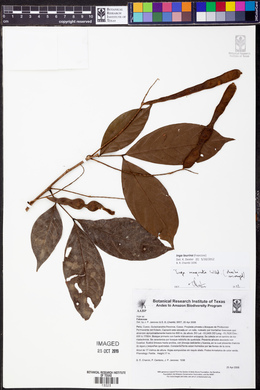 Inga laurina image