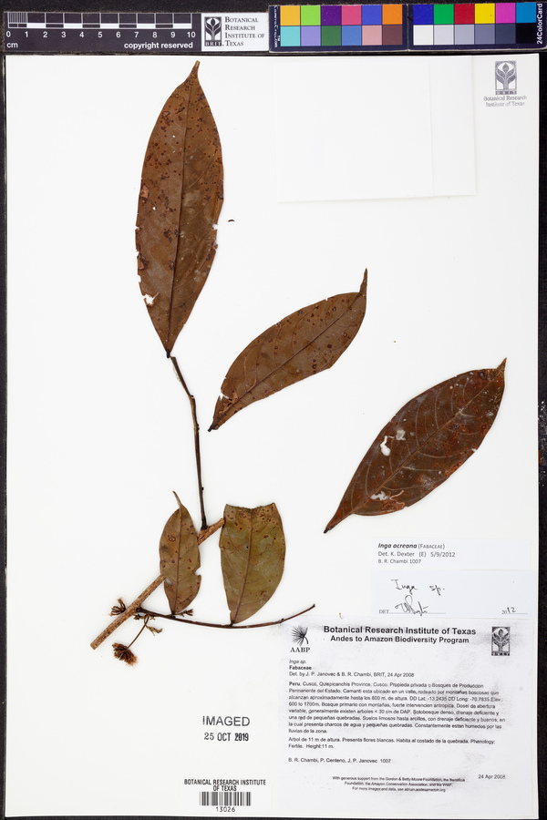 Inga acreana image