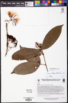 Inga umbellifera image