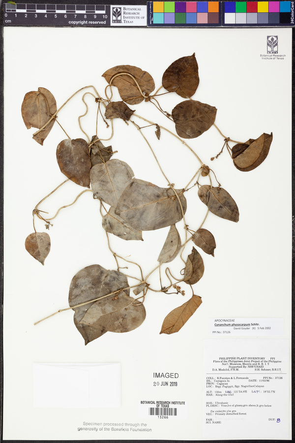 Cynanchum physocarpum image