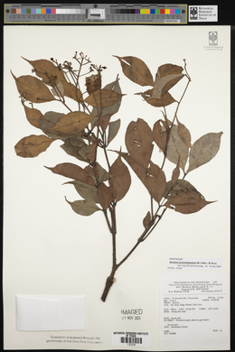 Syzygium acuminatissimum image