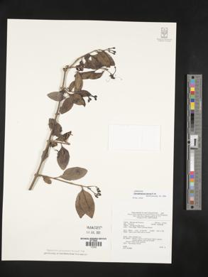 Clerodendrum inerme image