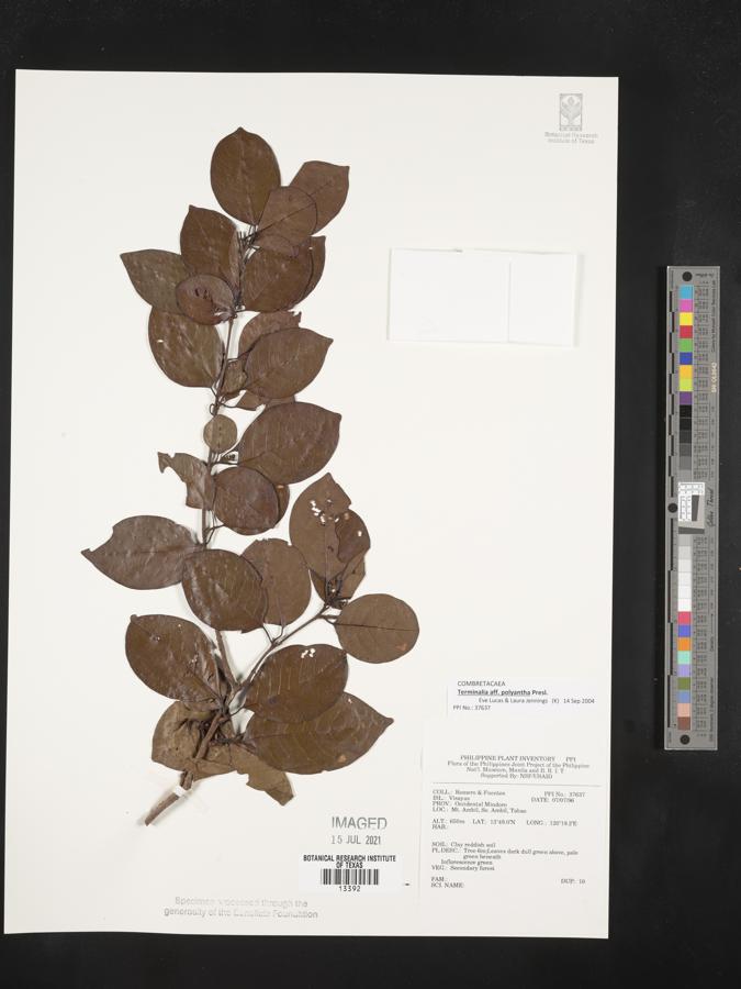 Terminalia polyantha image