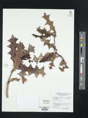 Acanthus ebracteatus image