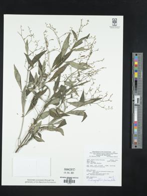 Andrographis paniculata image
