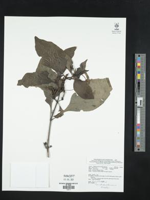 Pseuderanthemum bicolor image