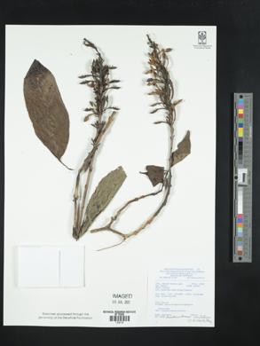 Image of Pseuderanthemum curtatum