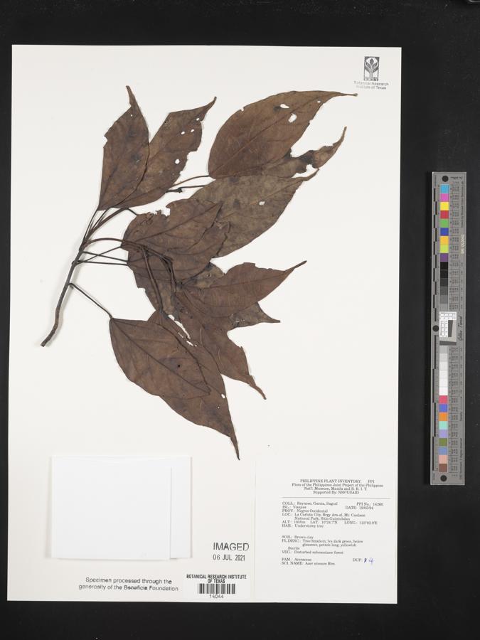 Acer laurinum image