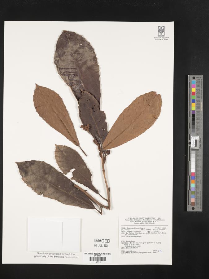 Saurauia polysperma image