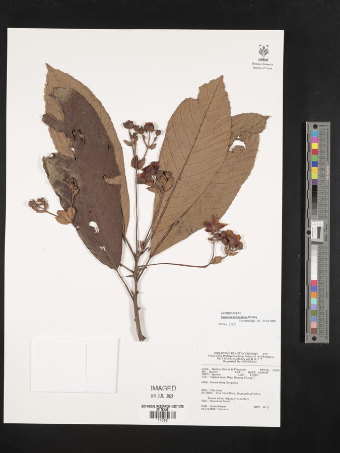 Saurauia latibractea image