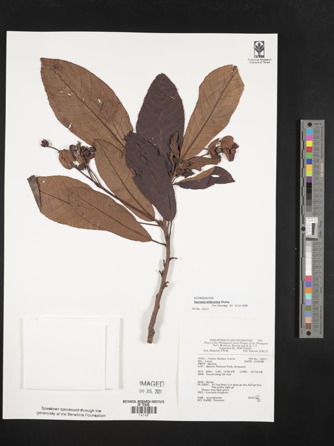 Saurauia latibractea image