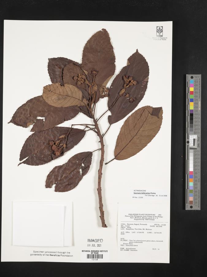 Saurauia latibractea image