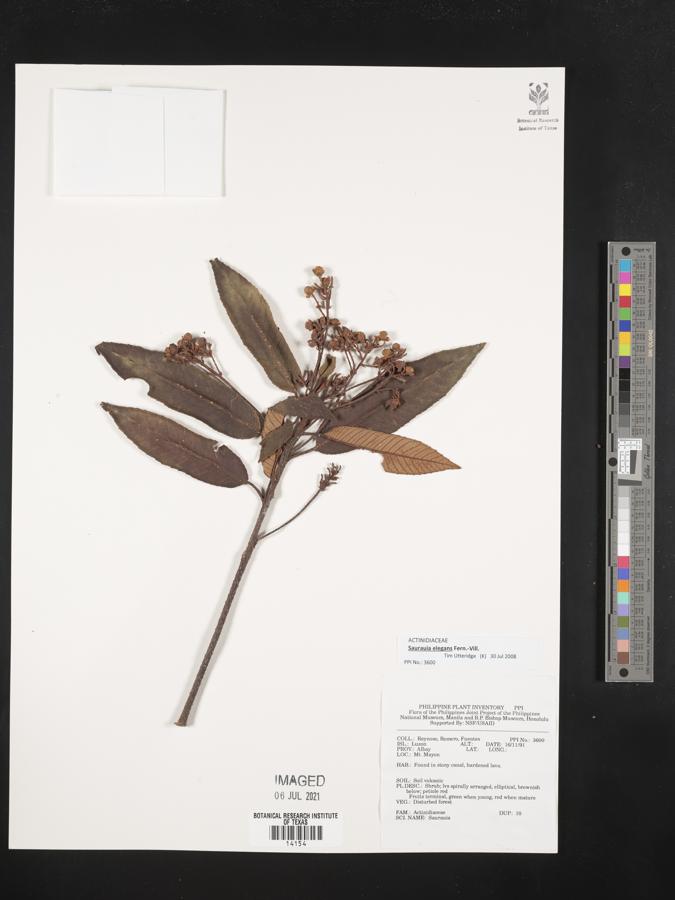 Saurauia elegans image