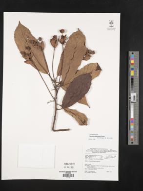 Saurauia latibractea image