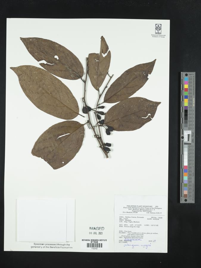 Alangium javanicum image