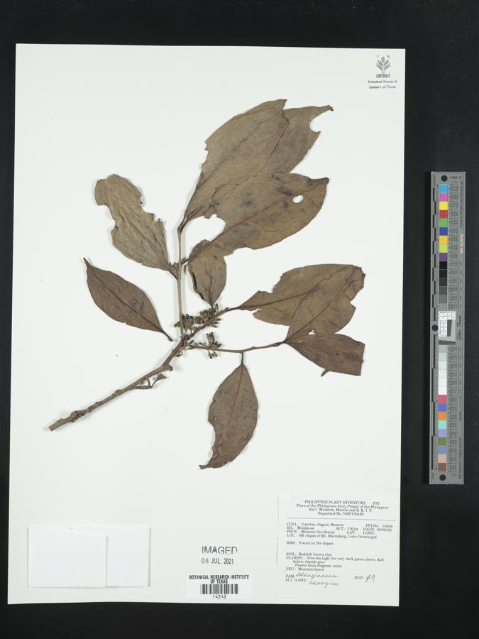 Cordyloblaste image