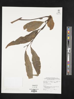 Image Associated With the Occurence