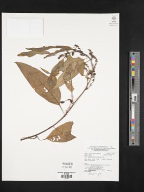 Image Associated With the Occurence