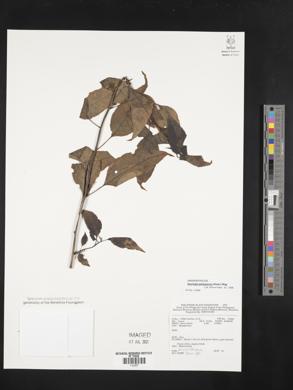 Image Associated With the Occurence