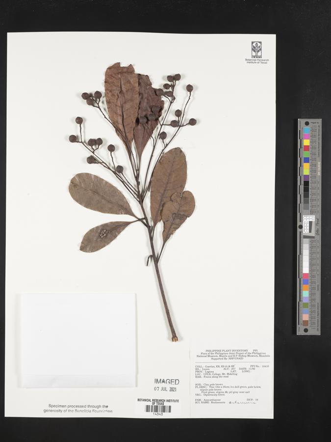 Buchanania arborescens image