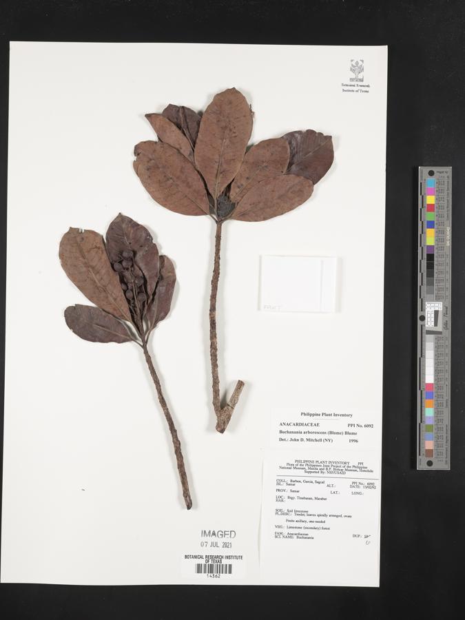 Buchanania arborescens image