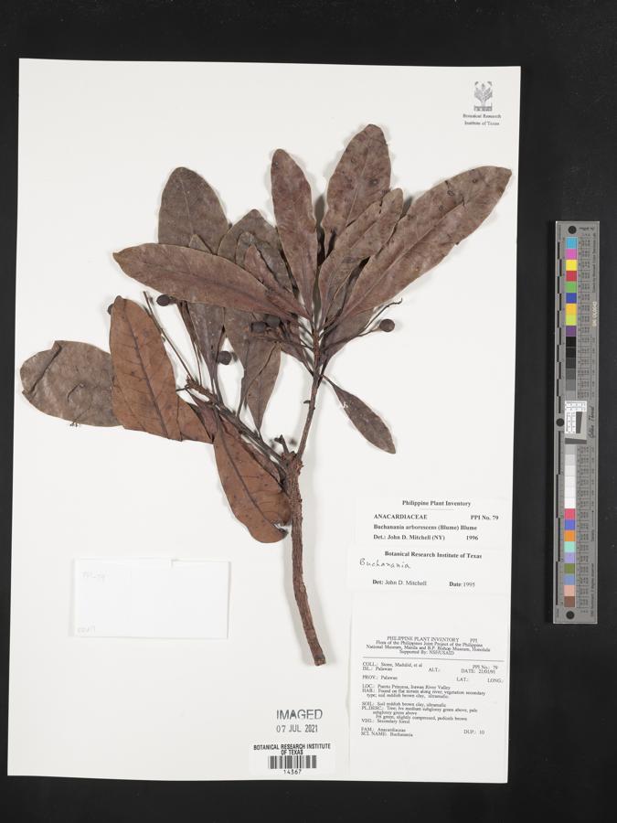 Buchanania arborescens image