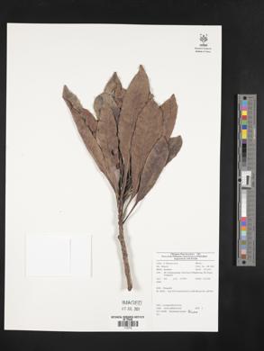 Buchanania insignis image