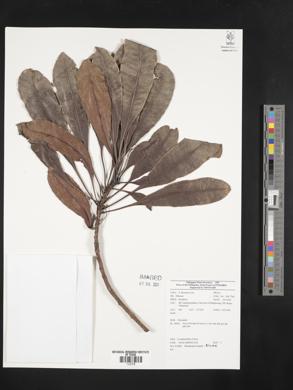 Buchanania insignis image