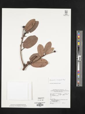 Buchanania microphylla image