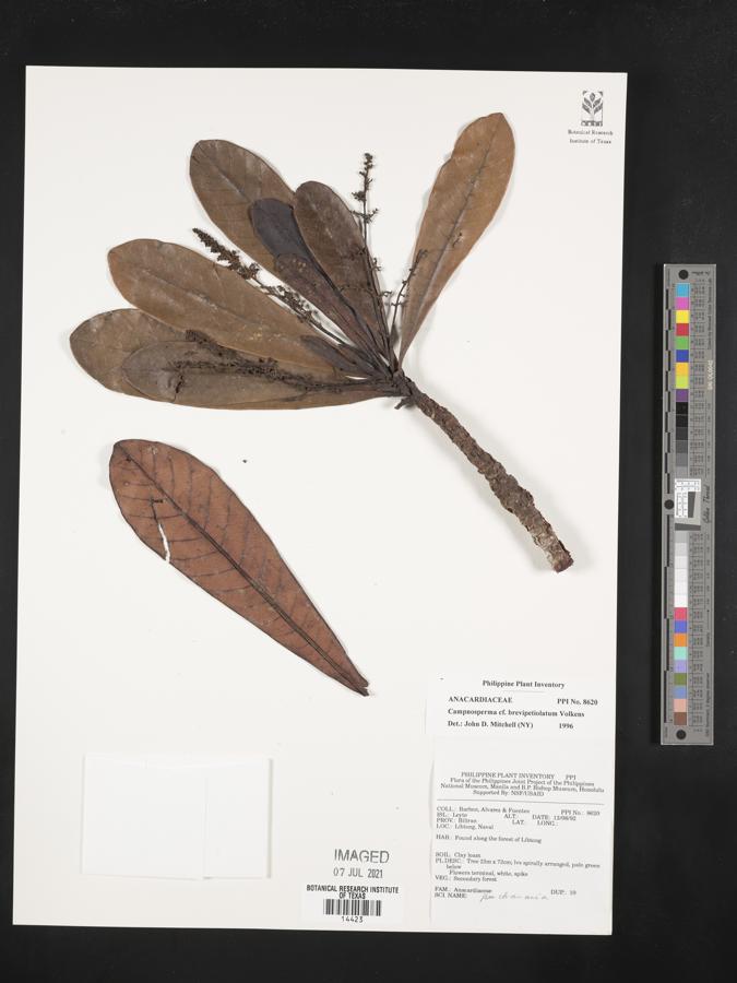 Campnosperma brevipetiolata image