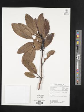 Image Associated With the Occurence