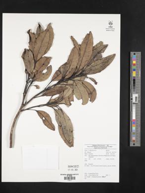 Image Associated With the Occurence