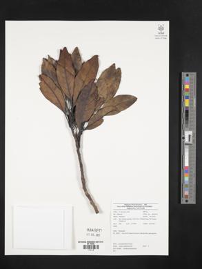Image Associated With the Occurence