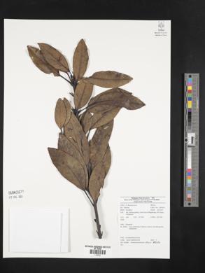Image Associated With the Occurence