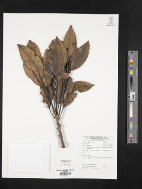 Image Associated With the Occurence