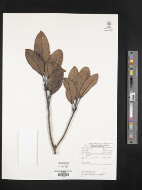 Image Associated With the Occurence