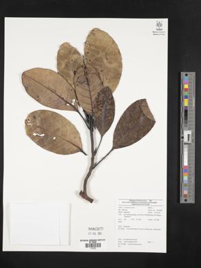 Image Associated With the Occurence
