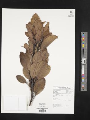 Image Associated With the Occurence