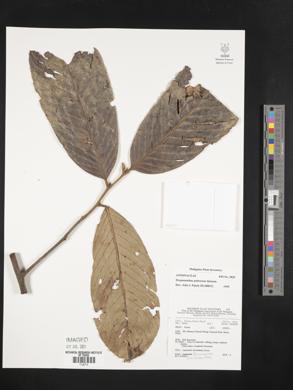Drepananthus pubescens image