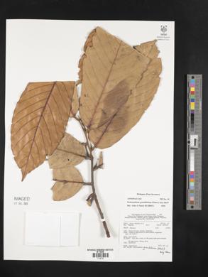 Enicosanthum grandifolium image