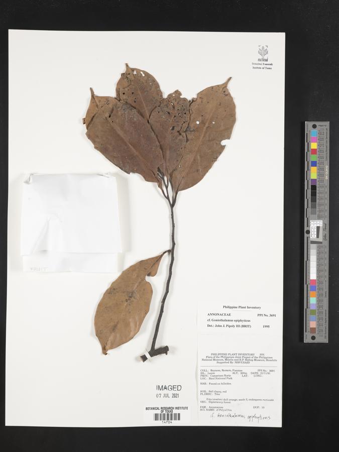 Goniothalamus epiphyticus image