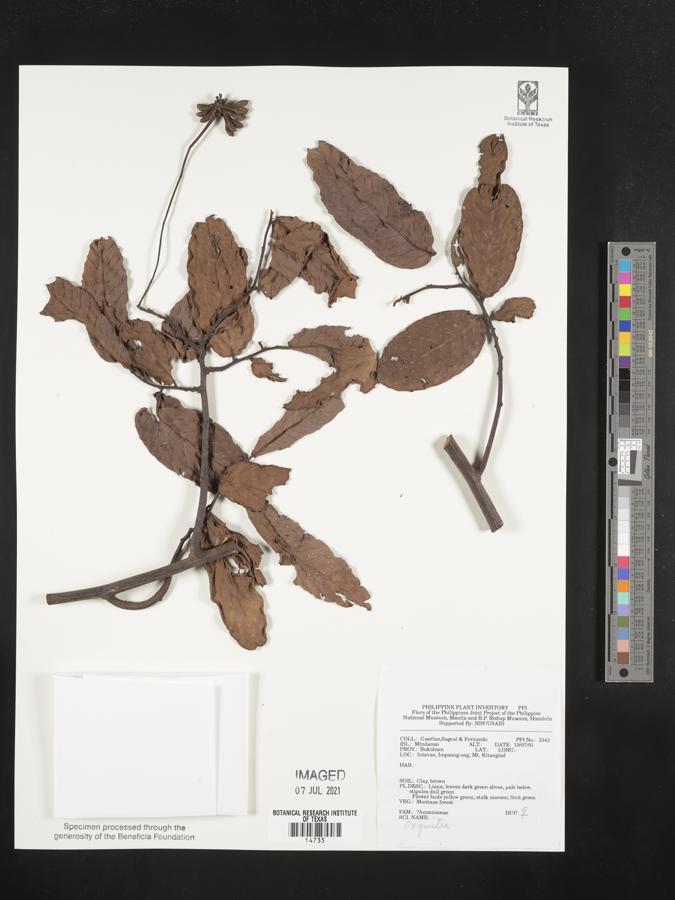 Oxymitraceae image