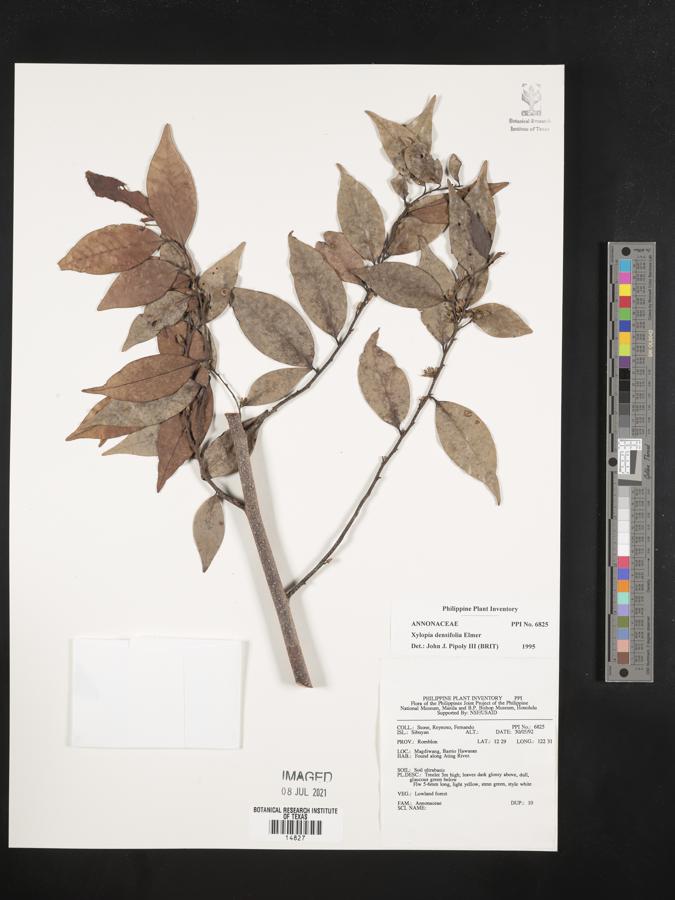 Xylopia densiflora image