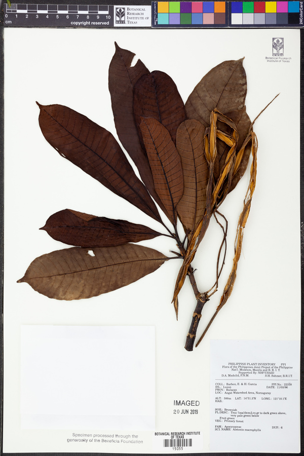 Alstonia macrophylla image